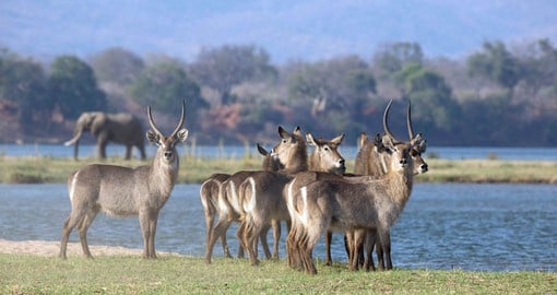 The banks of the Zambezi are home to a wide variety of mammals