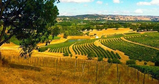 Enjoy a Fork and Grape Safari food & nature full day tour on your Australia Vacation