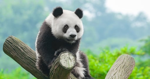 Visit with adorable pandas on your trip to China
