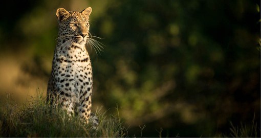 Namibia's premier National Park, Etosha has a diverse population including the elusive Leopard