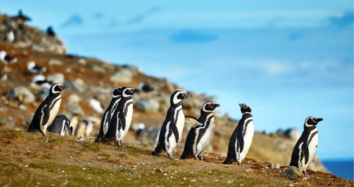 Magellanic Penguins in natural their environment on Magdalena Island