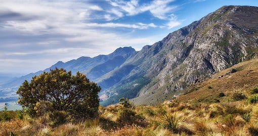Discover the rare fynbos vegetation on Table Mountain