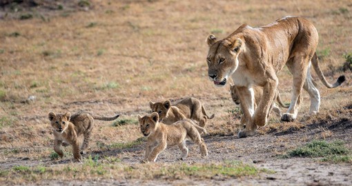Kenya's Masai Mara  is one of Africa’s Greatest Wildlife Reserves