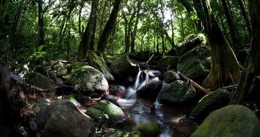Thick jungle on the Island of Raiatea