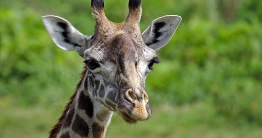 A close-up of a giraffe in Arusha National Park