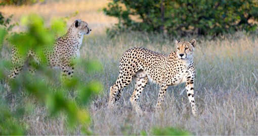 The wide open spaces of the Kalahari are prime cheetah habitat