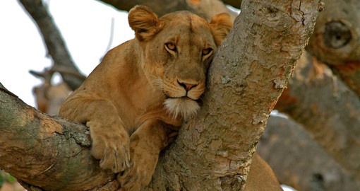 The Ishasha region of the Queen Elizabeth National Park is home to the unique tree climbing lions