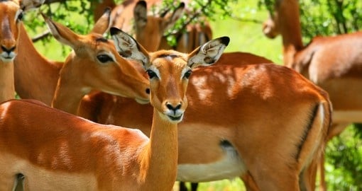 Wild antelope - a common sight on your Samburu National Park safari.