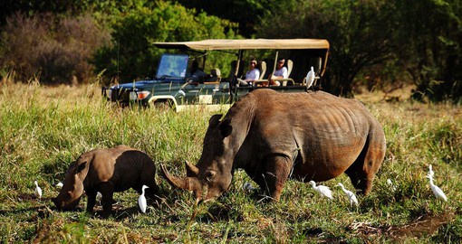 Visit the Rhino Sanctuary at Elsa's Kopje
