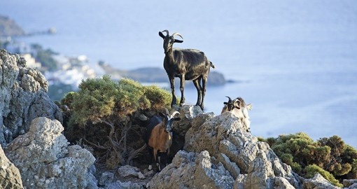 Curious goats