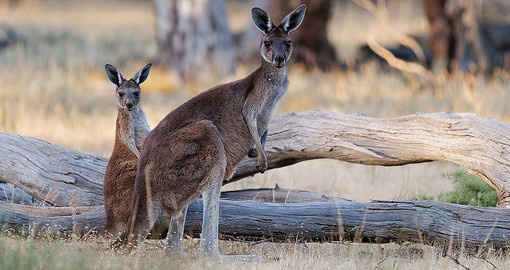Meet Australia's unique wildlife on Kangaroo Island