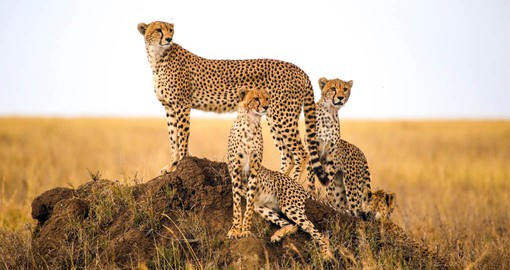 Cheetahs boast the title of the fastest land animals in the world, reaching up to speeds of 80 miles an hour