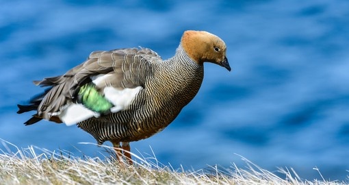 The Ruddy-headed Goose
