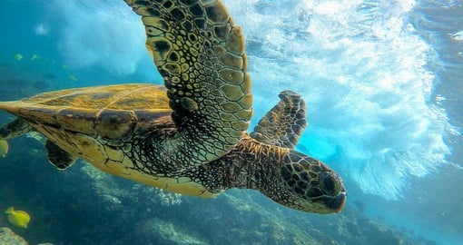 Use a day of leisure to admire the sea life surrounding Waikiki
