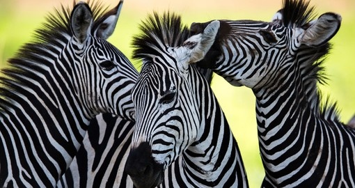 Wild zebra socialising