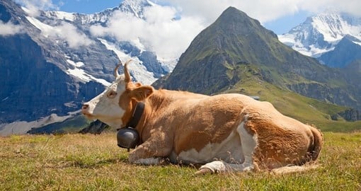 Swiss cow in the Alps