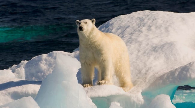 polar bear in Davis Strait