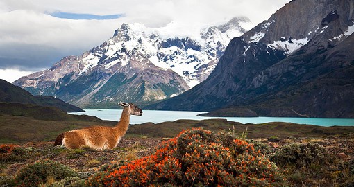 One of the largest mammals is South America,  the Guanaco can be seen throughout Patagonia