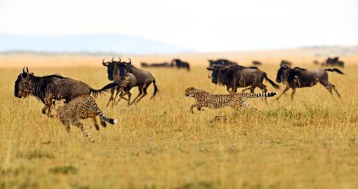 The open grassland offer cheetah ideal hunting conditions
