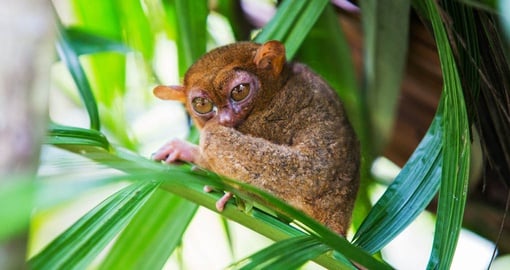 See one of the world's smallest primates - the tarsier in Bohol
