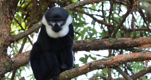 See Mountain Monkey's and primates on your Rwanda Safari
