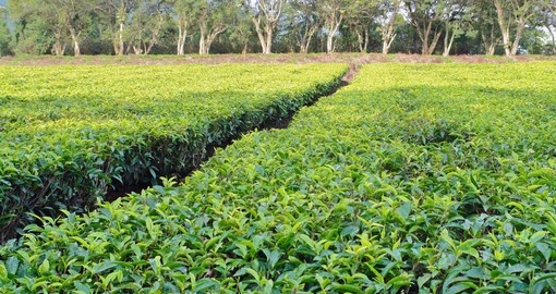Sunny illuminated tea plantation