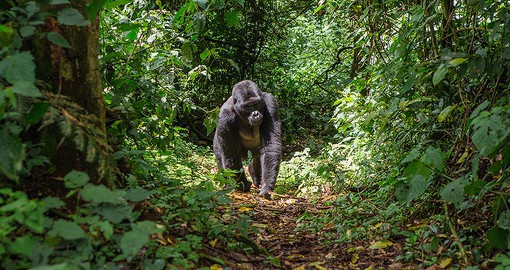 Gorilla troops are lead by a dominate silverback male