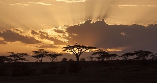 Sunset with acacia in the African savanna