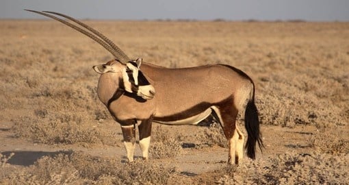 The Oryx or Gemsbok are among the largest members of the antelope family