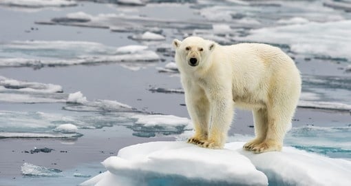 Polar bear on melting ice flow in arctic sea