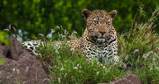 Sabi Sabi Game Reserve is home to Africa's Big 5
