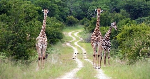 Three giraffe bulls standing along a dirt track