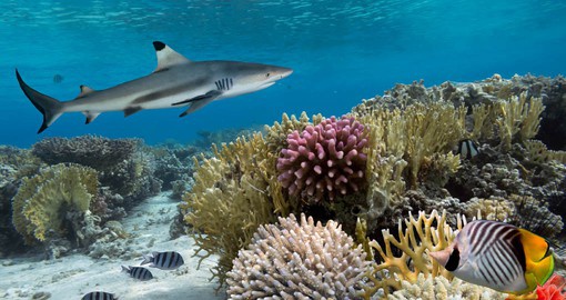 Australia has the highest diversity of sharks in the entire world
