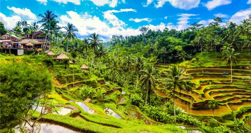 Traditional Rice Terraces near Ubud