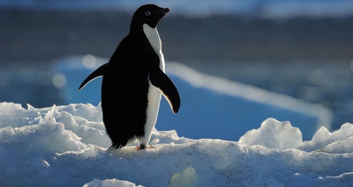Enjoy Ross Sea by ship and cruise through the cold waters on your next Antarctic Cruise