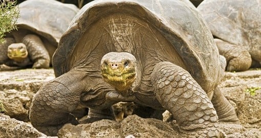 The longest living land animal Tortoise in Galapagos on your next Peruvian vacations.