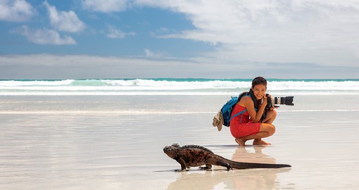 Tortuga Bay on Santa Cruz Island attracts large numbers of marine iguanas and sea turtles