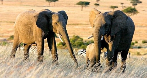 Two elephants in the veldt