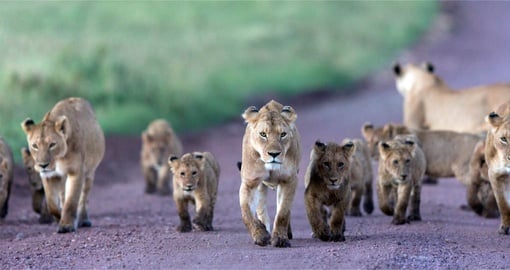 A pride of Lions in the middle of the road