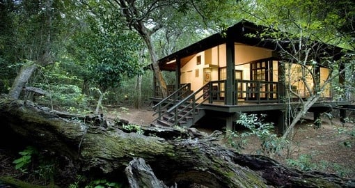 Enjoy all the amenities of the Phinda Forest Lodge  on your next South Africa Safari.
