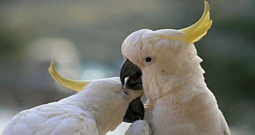 You might be able to see Sulphur crested cockatoo on your next trip to Australia.