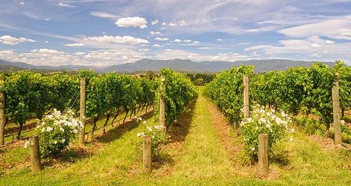 Victoria's Yarra Valley produces cool climate wines of exceptional quality