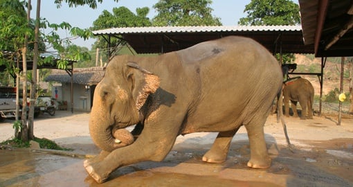 Elephant, Koh Chang