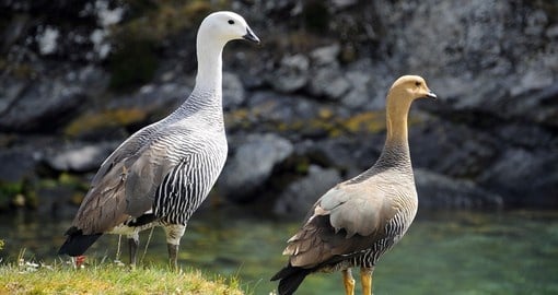 The Upland Goose or Magellan Goose