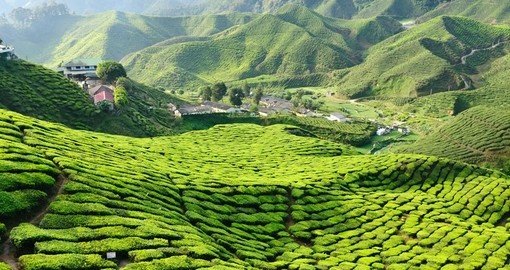 Rolling green hills of tea are found in the Cameron Highlands - always a great photo opportunity on Malaysia tours.