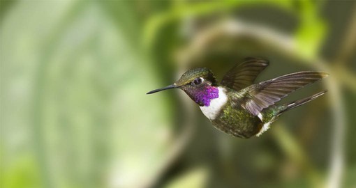 Explore the diverse bird species like the Hummingbird in the midst of Mindo, a world class bird-watching site