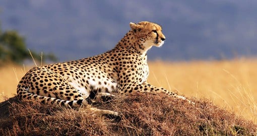 The Masai Mara is the most famous and popular safari destination in Kenya