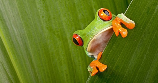 Witness unique wildlife like the red-eyed tree frog on your night tour of La Tigra