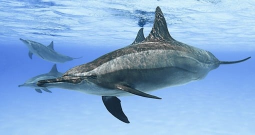 Spinner Dolphins cruise the waters of Tahiti
