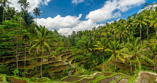 Spectacular View over the Rice Terraces near Ubud.